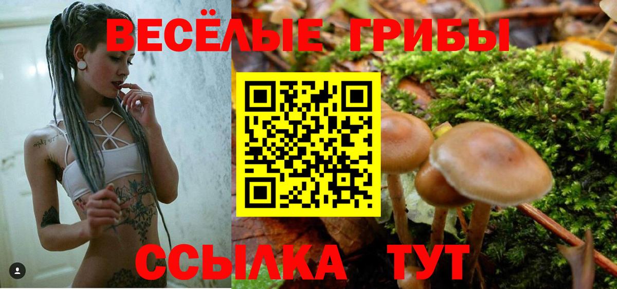 Галлюциногенные грибы Psilocybe Зеленогорск